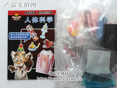 供应香港COG艾诺科学儿童益智实验玩具套装 DIY人体科普模型，开启探索之旅